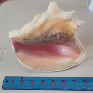 Pretty in Pink: Shell of Radiance